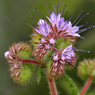 Lacy Phacelia is a native species that is also called Lacy Scorpion-weed, Facelia and Fiddleneck. The fruit is a capsule. Plants grow in elevations up to 5,000 feet. Phacelia tanacetifolia